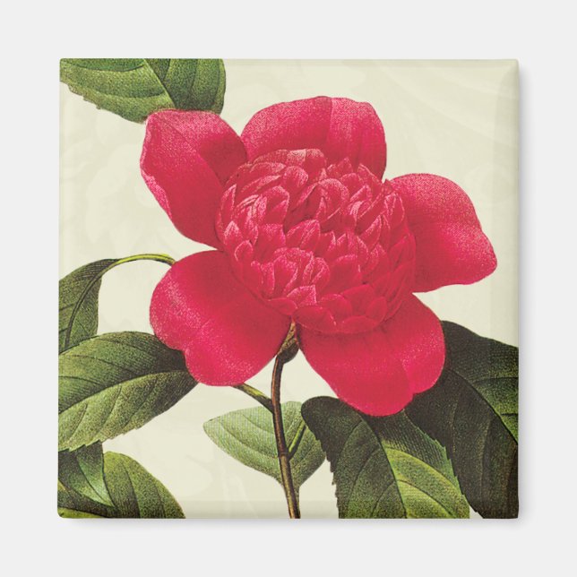 Imán Redoute Red Camellia Botanica Print Square Magnet (Frente)