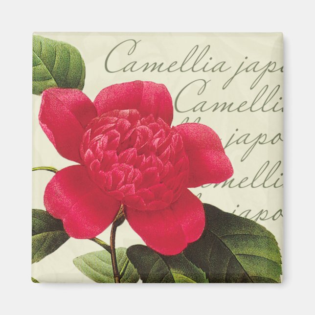 Imán Redoute Red Camellia Botanica Print Square Magnet (Frente)
