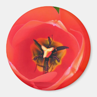 Imán RedTulip