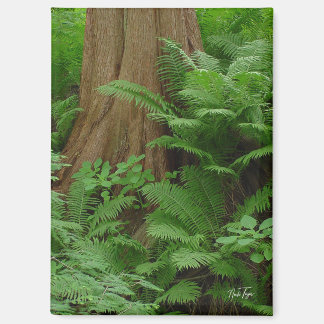 Imán Redwood & Ferns