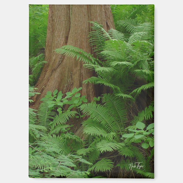 Imán Redwood & Ferns (Anverso)