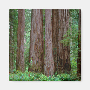 Imán Redwoods Antiguos Imponentes