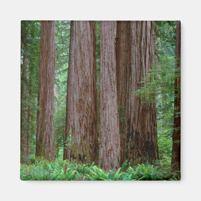 Imán Redwoods Antiguos Imponentes (Frente)