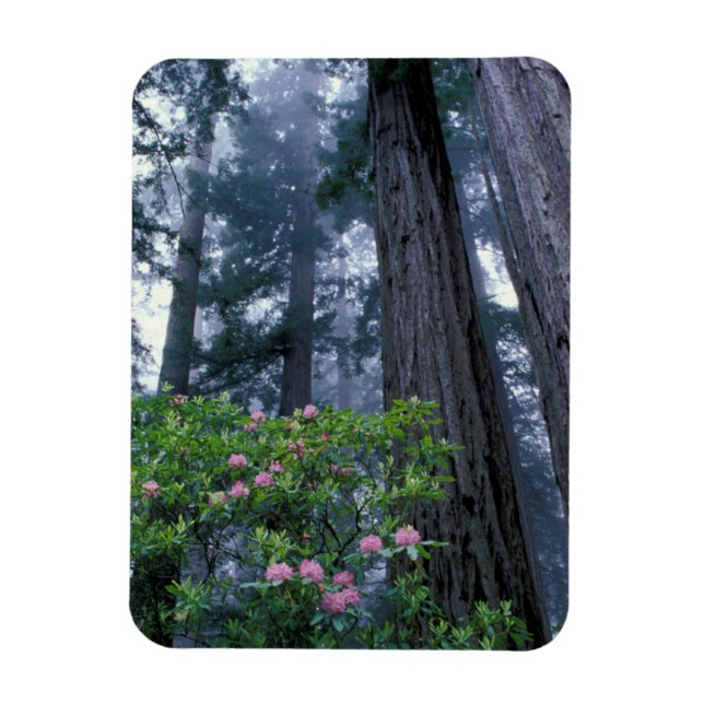 Imán Redwoods costeros y Rhododendrons (Vertical)