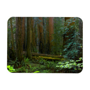 Imán Redwoods en el Parque Nacional Muir Woods