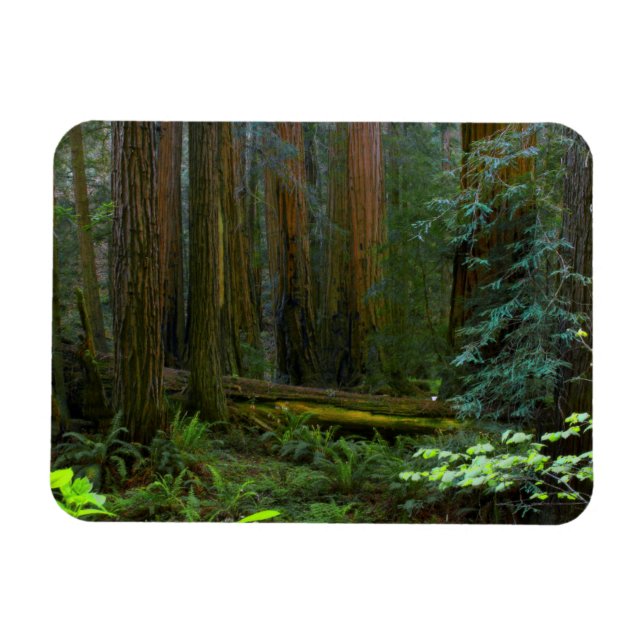 Imán Redwoods en el Parque Nacional Muir Woods (Horizontal)