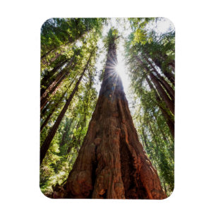 Imán Redwoods imponentes
