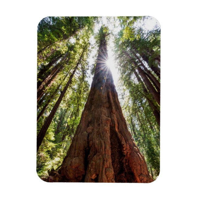 Imán Redwoods imponentes (Vertical)