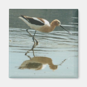Imán Reflexión de aves en el lago Mono