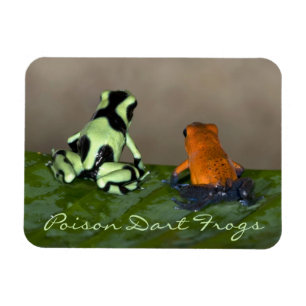 Imán Reflexión de la situación