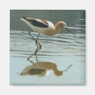 Imán Reflexión del pájaro en el mono lago