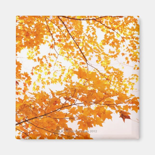 Imán Reflexión sobre las hojas de otoño (Frente)