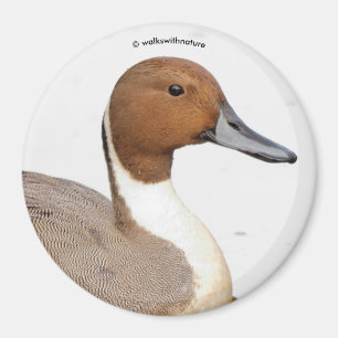 Imán Reflexiones de un pato de cola del norte