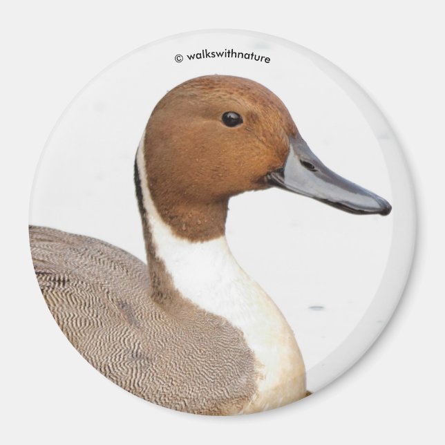 Imán Reflexiones de un pato de cola del norte (Frente)