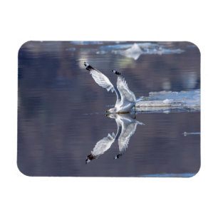 Imán Reflexiones sobre Gull