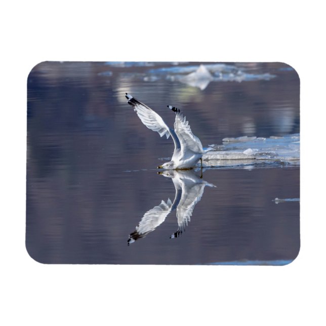 Imán Reflexiones sobre Gull (Horizontal)