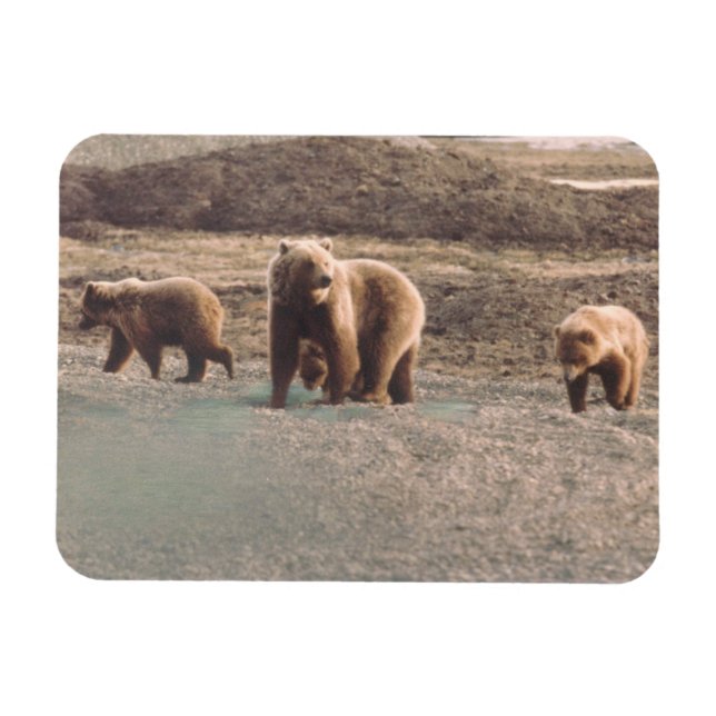 Imán Refrigerador Alaska Tundra Grizzly Sow y Cubs (Horizontal)
