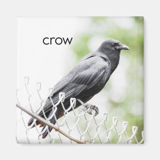 Imán Refrigerador Crow Magnet