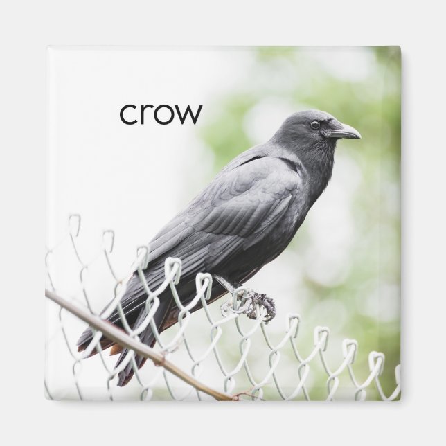 Imán Refrigerador Crow Magnet (Frente)