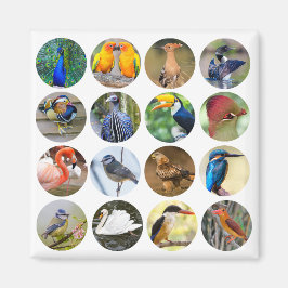 Imán Refrigerador de Bird Lover