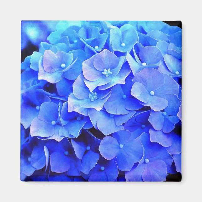 Imán refrigerador de Blue Hydrangeas (Frente)