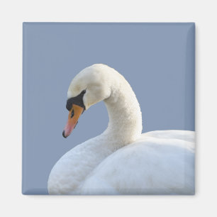 Imán Refrigerador de cisne blanco