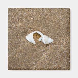 Imán Refrigerador de concha roto