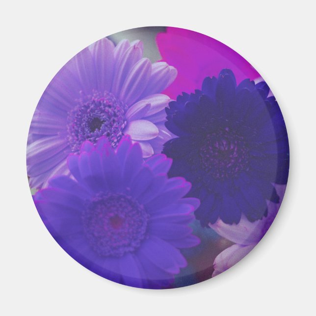 Imán Refrigerador de flores morado Gerbera Daisy Magnet (Frente)