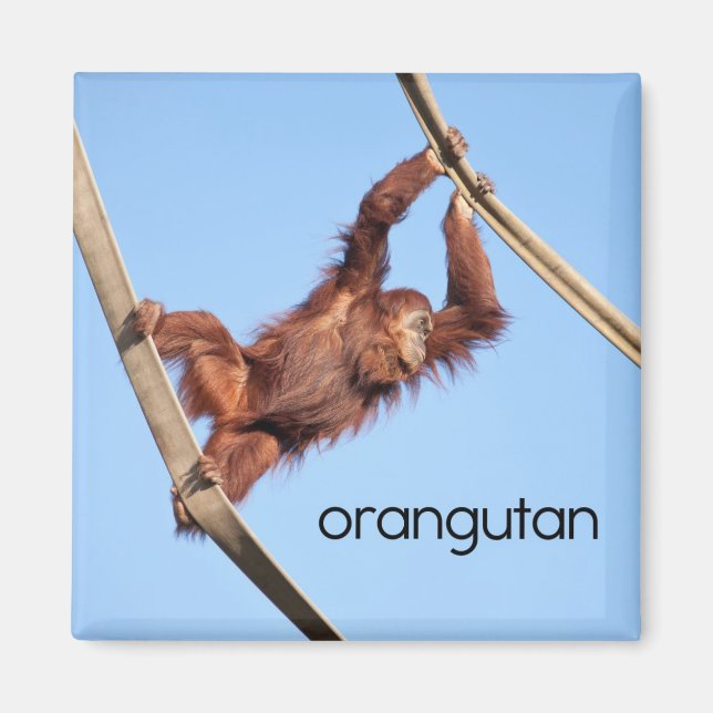 Imán Refrigerador de Orangutan (Frente)