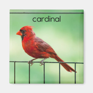Imán Refrigerador de pájaros cardinal