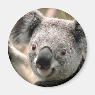 Imán Refrigerador del oso Koala