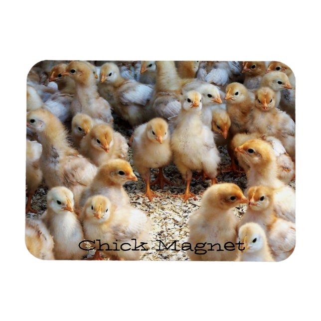 Imán Refrigerador Magnet Chick Magnet (Horizontal)