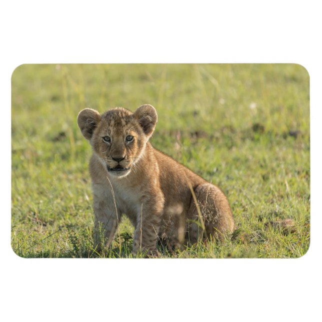 Imán Refrigerador Magnet TU plantilla de fotos 4 x 6 (Horizontal)