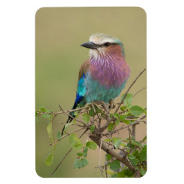 Imán Refrigerador Magnet TU plantilla de fotos 4 x 6