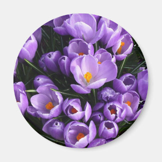 Imán Refrigerador Purple Crocus Magnet