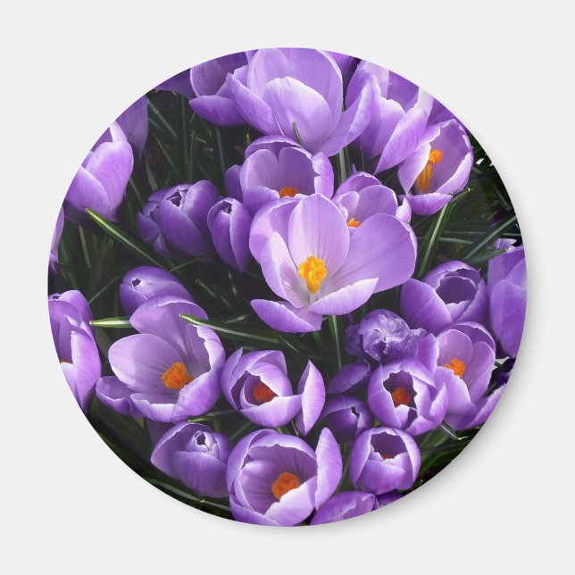 Imán Refrigerador Purple Crocus Magnet (Frente)