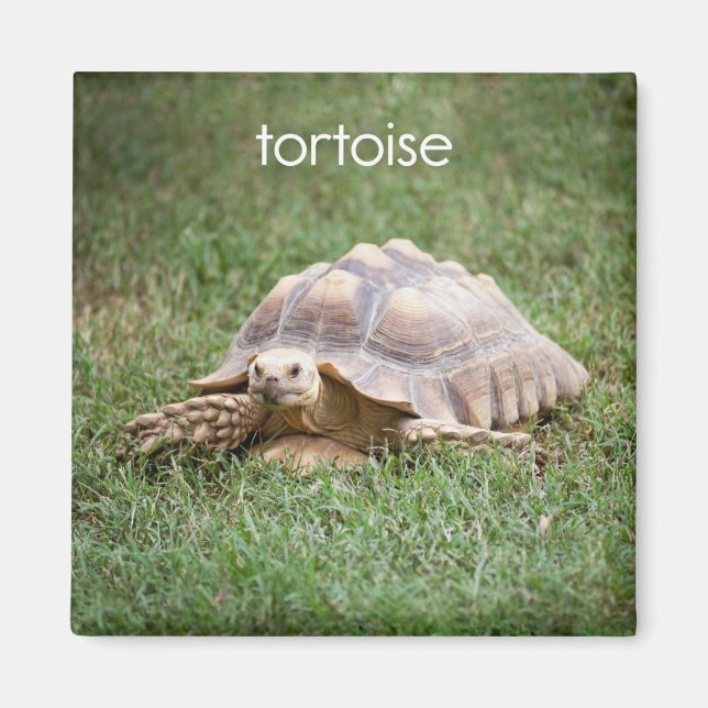Imán Refrigerador Tortoise Magnet (Frente)