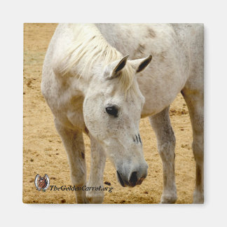 Imán Refrigerator Magnet "Lester"