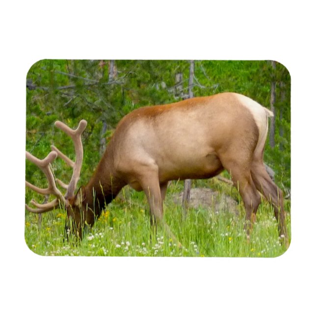 Imán Refrigerator Magnet Yellowstone Elk (Horizontal)