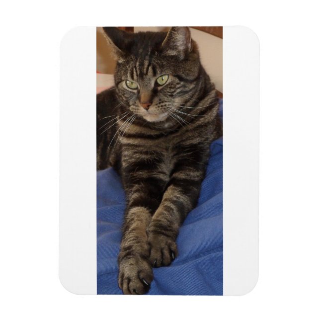 Imán Regal Dave 3"x4" Photo Magnet (Vertical)