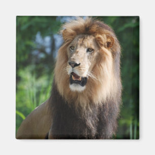 Imán Regal Lion Magnet