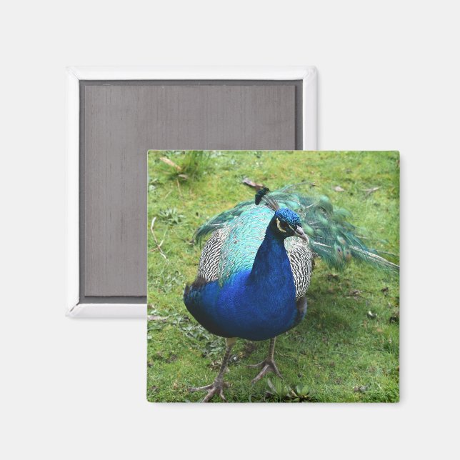 Imán Regal Peacock Power  (Anverso/Reverso)