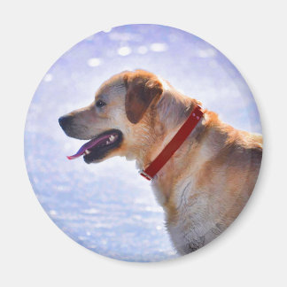 Imán Regalo del amante de los perros de los Labradores