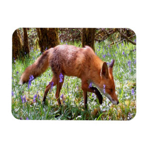 Imán Regalo para amante de la naturaleza Bosque Campani