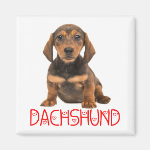 Imán Regalo para amantes de Dachshund cachorro adorable