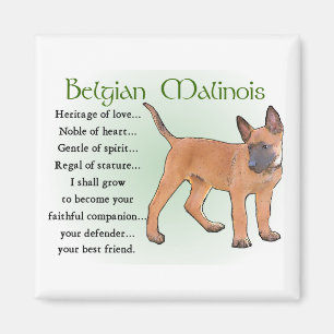 Imán Regalos belgas de Malinois