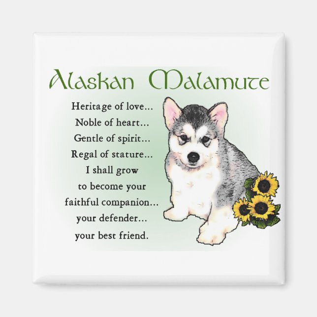Imán Regalos de Alaskan Malamute (Frente)