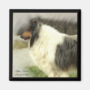 Imán Regalos de arte Blue Merle Rough Collie
