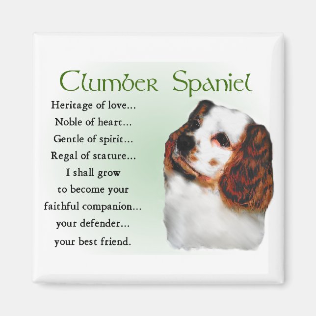 Imán Regalos de Clumber Spaniel (Frente)