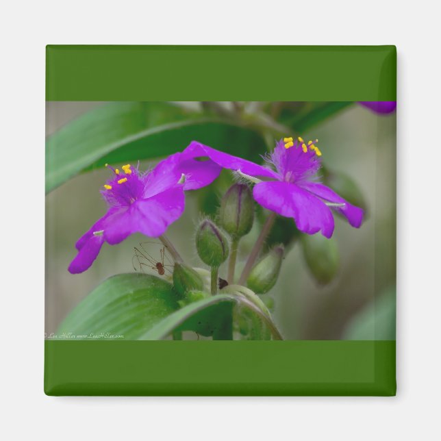Imán Regalos de flores silvestres de gemelos de Tradesc (Frente)